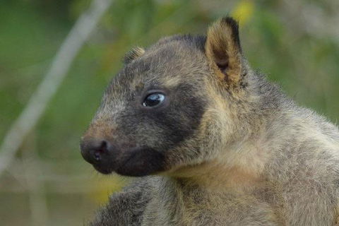 Daintree - Cape Tribulation & Atherton Tablelands Tours From Port Douglas - Accommodation Sunshine Coast 8