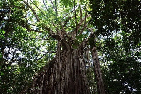 Daintree - Cape Tribulation & Atherton Tablelands Tours From Port Douglas - Accommodation Sunshine Coast 20