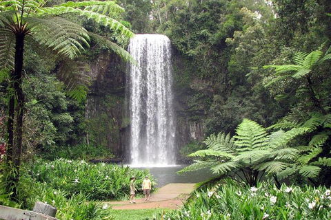 Daintree - Cape Tribulation & Atherton Tablelands Tours From Port Douglas - Accommodation Sunshine Coast 12