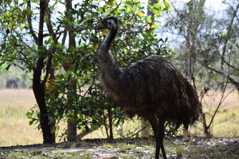 Daintree - Cape Tribulation & Atherton Tablelands Tours From Port Douglas - Accommodation Sunshine Coast 29