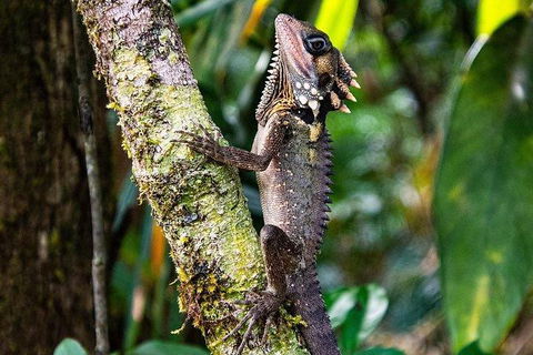 Daintree - Cape Tribulation & Atherton Tablelands Tours From Port Douglas - Accommodation Sunshine Coast 7