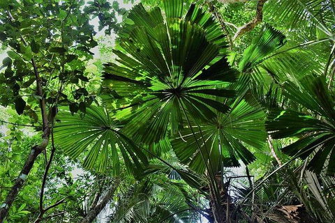 Daintree - Cape Tribulation & Atherton Tablelands Tours From Port Douglas - Accommodation Sunshine Coast 22