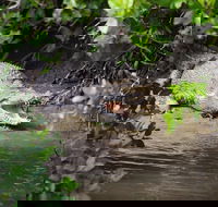 Whitsunday Crocodile Safari including Lunch - Accommodation Sunshine Coast