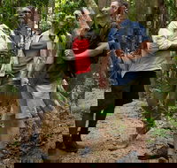 Mossman Gorge Dreamtime Walk and Low Isles Snorkeling and Sailing Cruise - Accommodation Sunshine Coast