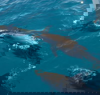 Fraser Island  Dolphin Sailing Adventure - Accommodation Sunshine Coast