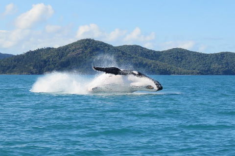 Whitsundays Whale Watching Cruise From Airlie Beach - Accommodation Sunshine Coast 0