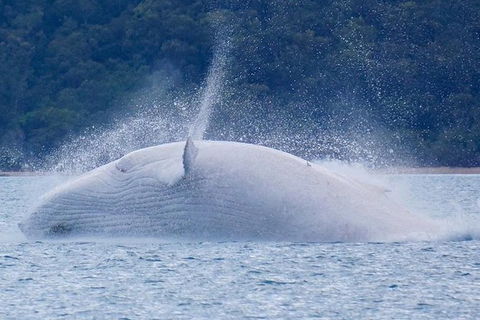 Whitsundays Whale Watching Cruise From Airlie Beach - Accommodation Sunshine Coast 1