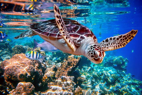 2-Night Whitsunday Islands All-Inclusive Sailing Tour From Airlie Beach - Accommodation Sunshine Coast 7
