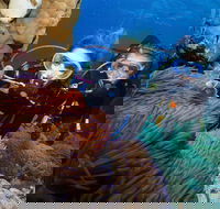 Quicksilver Dive 4 Day PADI Learn to Dive Course - Accommodation Sunshine Coast