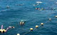 Quicksilver Outer Great Barrier Reef Snorkel Cruise From Port Douglas - thumb 2