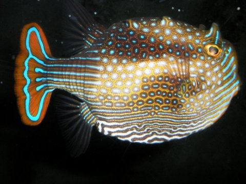 Quicksilver Outer Great Barrier Reef Snorkel Cruise From Port Douglas - Accommodation Sunshine Coast 3