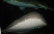 Quicksilver Outer Great Barrier Reef Snorkel Cruise From Port Douglas - thumb 4