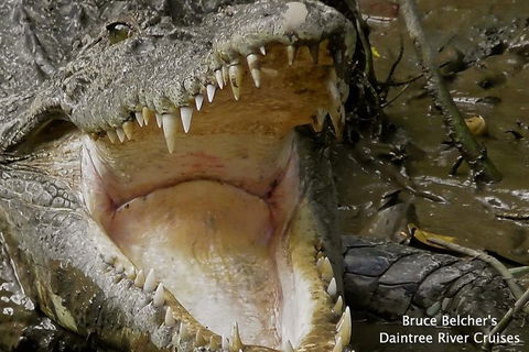 1-Hour Daintree River Wildlife Cruise - Accommodation Sunshine Coast 1