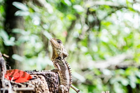 1-Hour Daintree River Wildlife Cruise - Accommodation Sunshine Coast 8