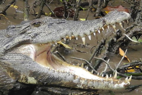 1-Hour Daintree River Wildlife Cruise - Accommodation Sunshine Coast 4