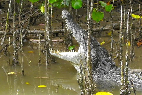 1-Hour Daintree River Wildlife Cruise - Accommodation Sunshine Coast 2