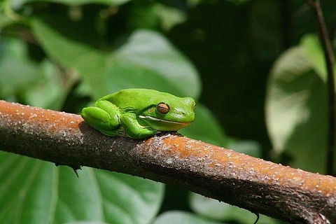 1-Hour Daintree River Wildlife Cruise - Accommodation Sunshine Coast 10