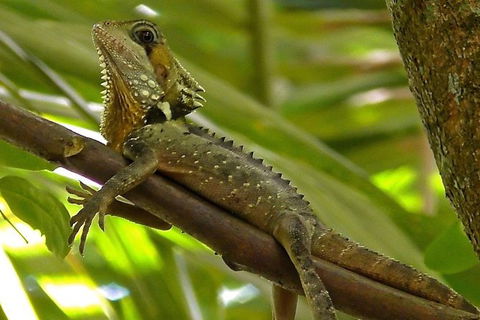 1-Hour Daintree River Wildlife Cruise - Accommodation Sunshine Coast 7