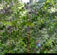 Cape Tribulation and Jungle Surfing Adventure Day from Port Douglas - Accommodation Sunshine Coast