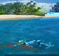 Wavedancer Low Isles Great Barrier Reef Sailing Cruise from Port Douglas - Accommodation Sunshine Coast