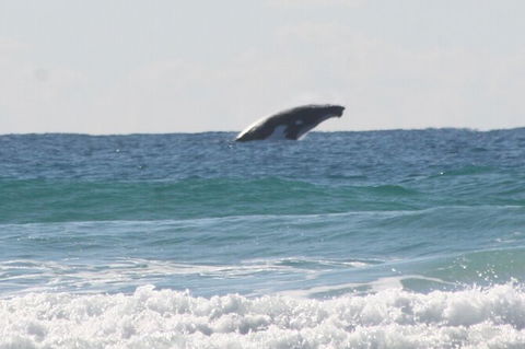 10-Day Surf Adventure From Brisbane To Sydney Including Coffs Harbour, Byron Bay And Gold Coast - Accommodation Sunshine Coast 6
