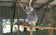 Brisbane Afternoon Tour To XXXX Brewery And Mt Coot-tha - thumb 3
