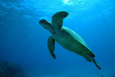 Great Barrier Reef Dive And Snorkel Cruise From Mission Beach - Accommodation Sunshine Coast 7
