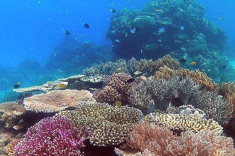 Great Barrier Reef Dive And Snorkel Cruise From Mission Beach - Accommodation Sunshine Coast 4