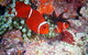 Great Barrier Reef Dive And Snorkel Cruise From Mission Beach - thumb 6