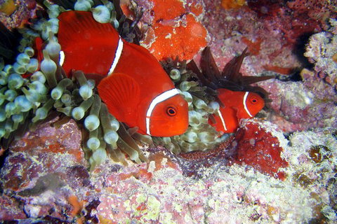 Great Barrier Reef Dive And Snorkel Cruise From Mission Beach - Accommodation Sunshine Coast 6