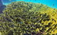 Great Barrier Reef Dive And Snorkel Cruise From Mission Beach - thumb 5