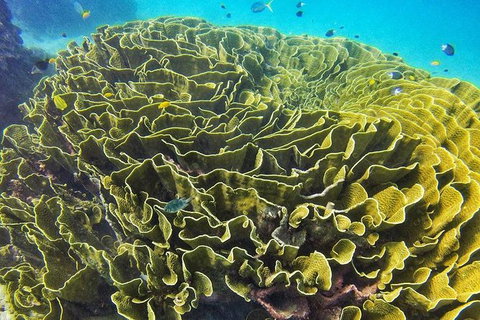 Great Barrier Reef Dive And Snorkel Cruise From Mission Beach - Accommodation Sunshine Coast 5