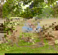 Small-Group Wildlife and Rainforest Tour from Port Douglas - Accommodation Sunshine Coast