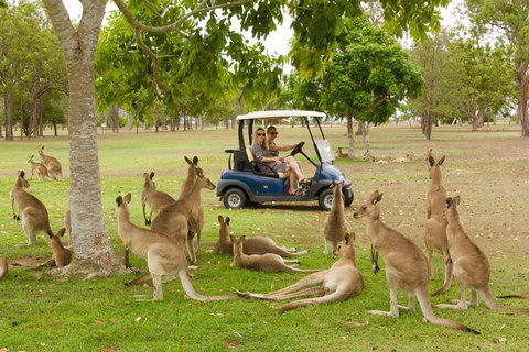 Small-Group Wildlife And Rainforest Tour From Port Douglas - Accommodation Sunshine Coast 0