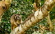Small-Group Wildlife And Rainforest Tour From Port Douglas - thumb 1