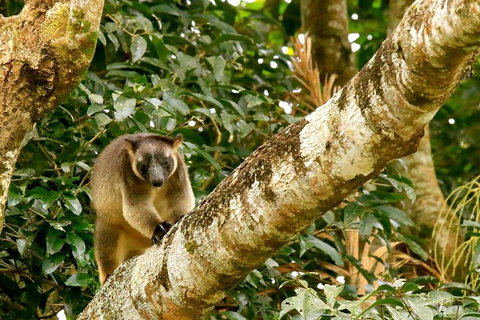 Small-Group Wildlife And Rainforest Tour From Port Douglas - Accommodation Sunshine Coast 1