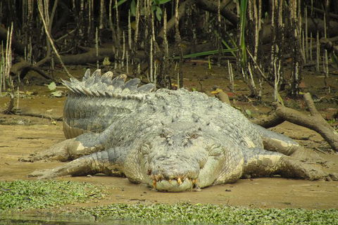 Daintree River Dawn Cruise - Accommodation Sunshine Coast 1