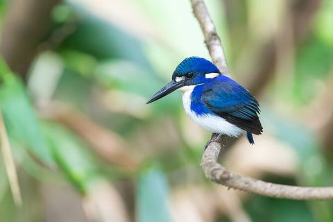 Daintree River Dawn Cruise - Accommodation Sunshine Coast 12