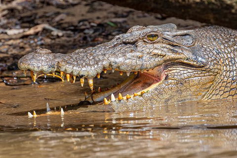 Daintree River Dawn Cruise - Accommodation Sunshine Coast 15