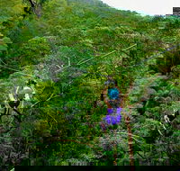 Tamborine Mountain Daily Service Treetop Challenge and Thunderbird Park - Accommodation Sunshine Coast