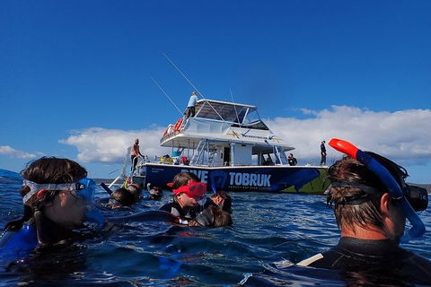 Hervey Bay Whale Swim And Watch - Accommodation Sunshine Coast 5