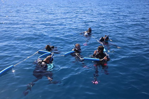 Hervey Bay Whale Swim And Watch - Accommodation Sunshine Coast 8