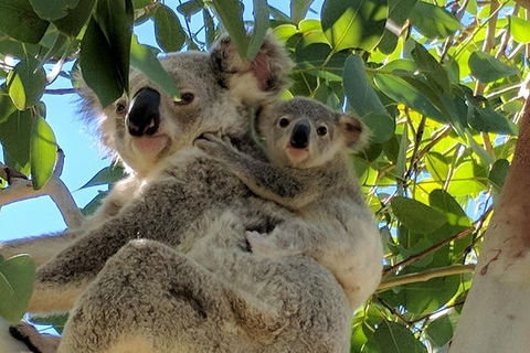 Magnetic Island Tour: Maggie Comprehensive - Accommodation Sunshine Coast 4