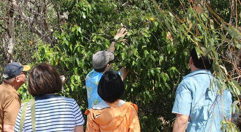 Magnetic Island Tour: Maggie Comprehensive - Accommodation Sunshine Coast 6