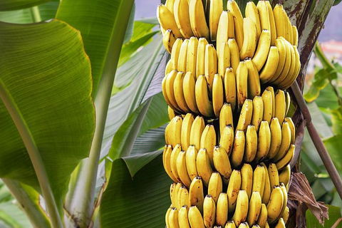 Atherton Tablelands Small-Group Food & Wine Tasting Tour From Port Douglas - Accommodation Sunshine Coast 28