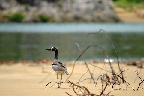1770 Coastline Tour By LARC Amphibious Vehicle Including Picnic Lunch - Accommodation Sunshine Coast 11