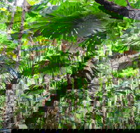 Cape Tribulation Daintree Rainforest and Wildlife Tour - Accommodation Sunshine Coast