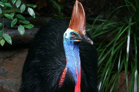 Cape Tribulation, Daintree Rainforest And Wildlife Tour - Accommodation Sunshine Coast 1