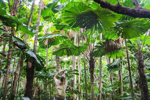 Cape Tribulation, Daintree Rainforest And Wildlife Tour - Accommodation Sunshine Coast 2