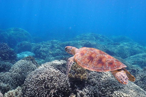 Calypso Outer Great Barrier Reef Cruise From Port Douglas - Accommodation Sunshine Coast 9